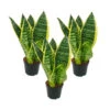 Lot De 3 Sanseveria Laurentii Trafasciata - Chanvre Vert-jaune - Pot De 9cm, Hauteur Totale Env. 20-25cm 2 Lot De 3 Sanseveria Laurentii Trafasciata - Chanvre Vert-jaune - Pot De 9cm, Hauteur Totale Env. 20-25cm -Flora Soldes 646228a4c300a8.33416928