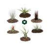6 Tillandsias Différentes Dans Un Ensemble -Flora Soldes 646228a7ce8ab7.86403317