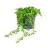 Pois Sur Ruban - Senecio Herreanus En Pot De 12cm -Flora Soldes 646228b40091b1.73074054