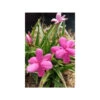 Rhodohypoxis 'paula' - 2l -Flora Soldes 646228f2876a05.34432857
