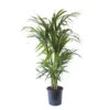 Palmier Kentia - Howea Forsteriana - Environ 130cm De Haut - Dans La Jardinière "brussels" - Sans Jardinière -Flora Soldes 646228fc59ff33.05433067