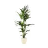 Kentia Palme - Howea Forsteriana - Xxl - Environ 165cm De Haut - Dans Le Pot "brussels" - Crème -Flora Soldes 646228fdb04a75.38545827