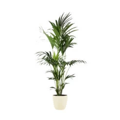 Kentia Palme - Howea Forsteriana - Xxl - Environ 165cm De Haut - Dans Le Pot "brussels" - Crème