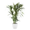 Palmier Kentia - Howea Forsteriana - Environ 130cm De Haut - Dans Le Pot "brussels" - Blanc -Flora Soldes 646228fee6d0c2.59884763