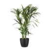 Palmier Kentia - Howea Forsteriana - Environ 130cm De Haut - Dans Le Pot "brussels" - Noir -Flora Soldes 6462290060af83.29071235