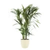 Palmier Kentia - Howea Forsteriana - Environ 130cm De Haut - Dans La Jardinière "brussels" - Crème -Flora Soldes 64622904c631b1.07934912