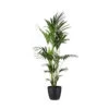 Kentia Palme - Howea Forsteriana - Xxl - Environ 165cm De Haut - Dans Le Pot "brussels" - Noir -Flora Soldes 646229094bd952.79283145