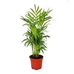 Chamaedorea Elegans - Palmier De Montagne - 3 Plantes En Pot De 12cm