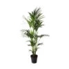 Kentia Palme - Howea Forsteriana - Xxl - Environ 165cm De Haut - Dans La Jardinière "brussels" - Sans Jardinière -Flora Soldes 6462290e974be9.62053340