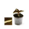 Jewel Orchid - Macodes Anoectochilus Amber - Mini Orchidée Terrestre à Feuilles Fantaisies - Pot 6cm -Flora Soldes 6462298b8b4ee4.28365663