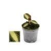 Jewel Orchid - Macodes Petola Pearl - Mini Orchidée Terrestre à Feuilles Fantaisies - Pot 6cm -Flora Soldes 64622993cc5e75.16777626