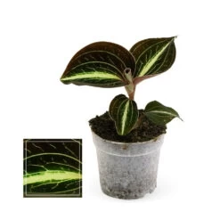 Jewel Orchid - Macodes Anoectochilus Moonstone - Mini Orchidée Terrestre à Feuilles Fantaisies - Pot 6cm