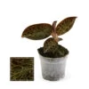 Jewel Orchid - Macodes Anoectochilus Garnet - Mini Orchidée Terrestre à Feuilles Fantaisies - Pot 6cm 1 Jewel Orchid - Macodes Anoectochilus Garnet - Mini Orchidée Terrestre à Feuilles Fantaisies - Pot 6cm -Flora Soldes 6462299cab7627.53477943