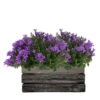 Campanula Addenda Ambella - Glockenblume Intensives Lila - Holzschale Mit 2 Gartenpflanzen - 12cm Topf - Mehrjährig - Winterhart -Flora Soldes 646229a10e2641.06106641