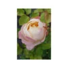 Rosier 'isabelle Autissier' ? - 5l -Flora Soldes 646f524cb990e1.01345460