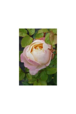 Rosier 'isabelle Autissier' ? - 5l