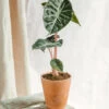 Plante D'intérieur - Alocasia Pink Dragon 25cm -Flora Soldes 64773f206f7674.56265228