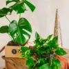 Plante D'intérieur - Duo De Plantes Star - Monstera & Pothos Cm -Flora Soldes 64773f3419c5a9.94265856