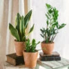 Plante D'intérieur - Trio De Plantes - Easy Care | Entretien Facile 35cm 2 Plante D'intérieur - Trio De Plantes - Easy Care | Entretien Facile 35cm -Flora Soldes 64773f37c7a945.91423082