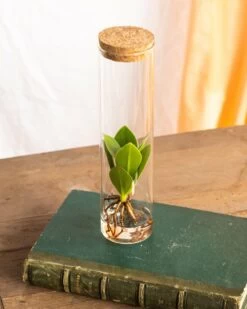 Plante D'intérieur - Petit Clusia En Hydroculture Et Son Tube En Verre 15cm