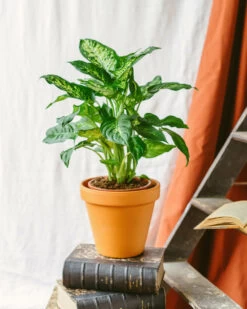 Plante D'intérieur - Dieffenbachia Compacta 60cm -Flora Soldes 64773f4b313d88.71913797