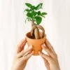 Plante D'intérieur - Mini Ficus Ginseng Microcarpa (d06) 12cm -Flora Soldes 64773f552ccb88.07706598