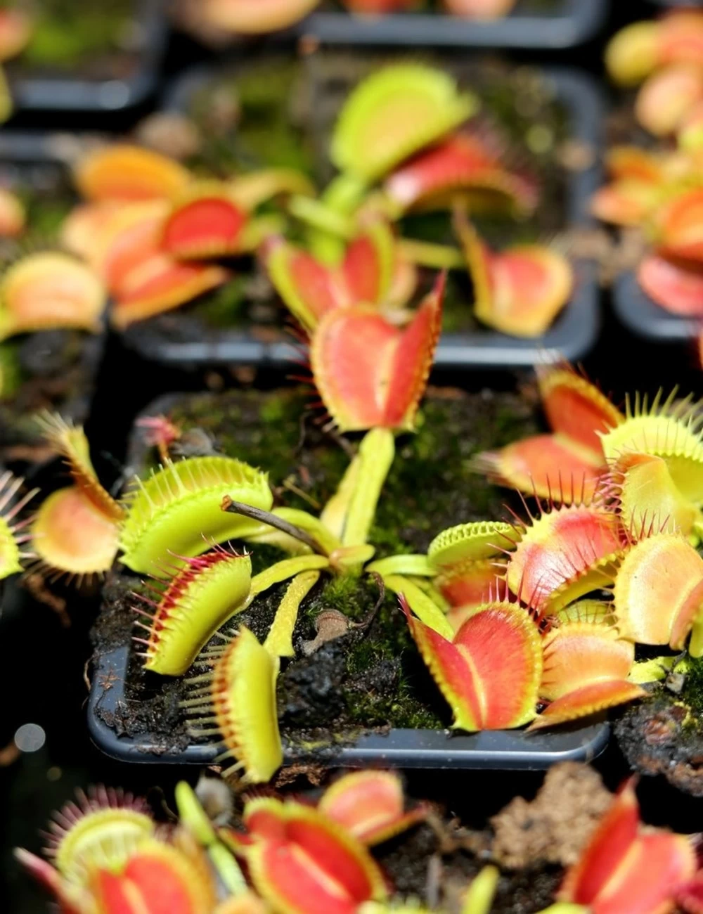 Dionaea Muscipula 'schuppenstiel' Caractéristique - Pot 7 Cm 3 Dionaea Muscipula 'schuppenstiel' Caractéristique - Pot 7 Cm