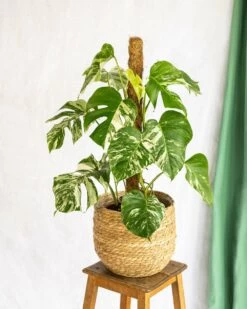 Plante D'intérieur - Monstera Deliciosa Variegata Xl 80cm -Flora Soldes 64773f5ba4fa07.43501914