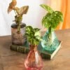 Plante D'intérieur - Salina Trio De Plantes En Hydroculture - Rose 11cm -Flora Soldes 64773f62db57f7.08976529