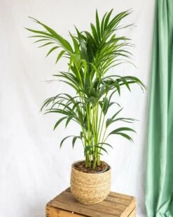 Plante D'intérieur - Kentia Howea Xl 80cm -Flora Soldes 64773f6add0451.74028306