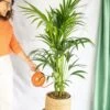 Plante D'intérieur - Kentia Howea Xl 80cm -Flora Soldes 64773f6ae211e4.58975590