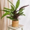 Plante D'intérieur - Calathea Lancifolia L 65cm -Flora Soldes 64773f794de6d0.14337275