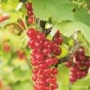 Groseillier à Grappes 'london Market' - Ribes Rubrum 3l -Flora Soldes 6478c44f2930c8.46189284