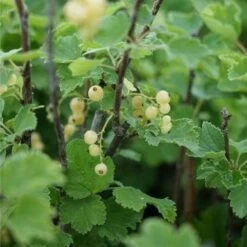 Groseillier à Grappes 'versaillaise Blanche' - Ribes Rubrum 1,5l -Flora Soldes 6478c45196e9a2.06140408