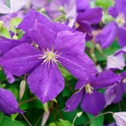 Clématite 'jackmanii' - Clematis 3l -Flora Soldes 647d2d29d53ba3.94892301