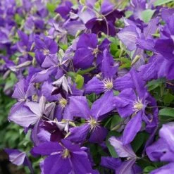 Clématite 'jackmanii' - Clematis 3l -Flora Soldes 647d2d29efc327.18821976