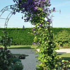 Clématite 'jackmanii' - Clematis 3l -Flora Soldes 647d2d2a1bc455.76797267