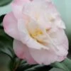Camélia 'dr Tinsley' - 1l -Flora Soldes 6481c9db6c4563.01720871