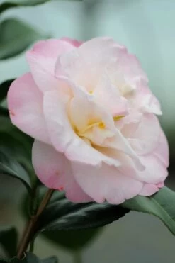 Camélia 'dr Tinsley' - 1l