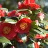 Camelia 'bleunienn An Trev' - 4l -Flora Soldes 6481c9df830507.43667905
