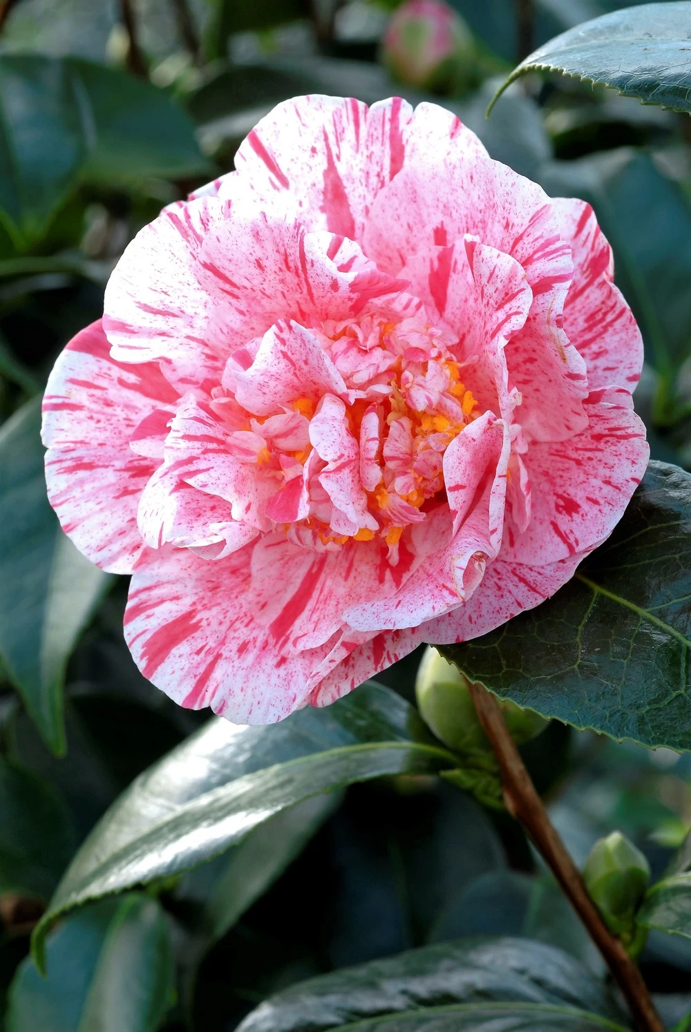 Camélia 'mrs Nellie Eastman' - 4l 3 Camélia 'mrs Nellie Eastman' - 4l