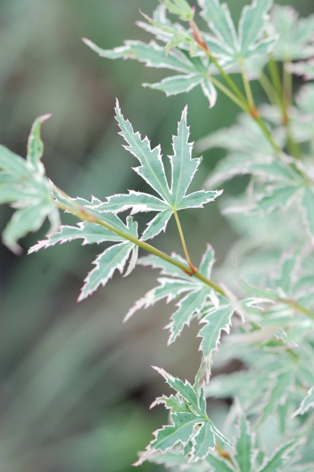 Erable 'butterfly' - 4l 3 Erable 'butterfly' - 4l