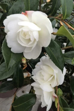 Camélia 'early Pearly' - 4l