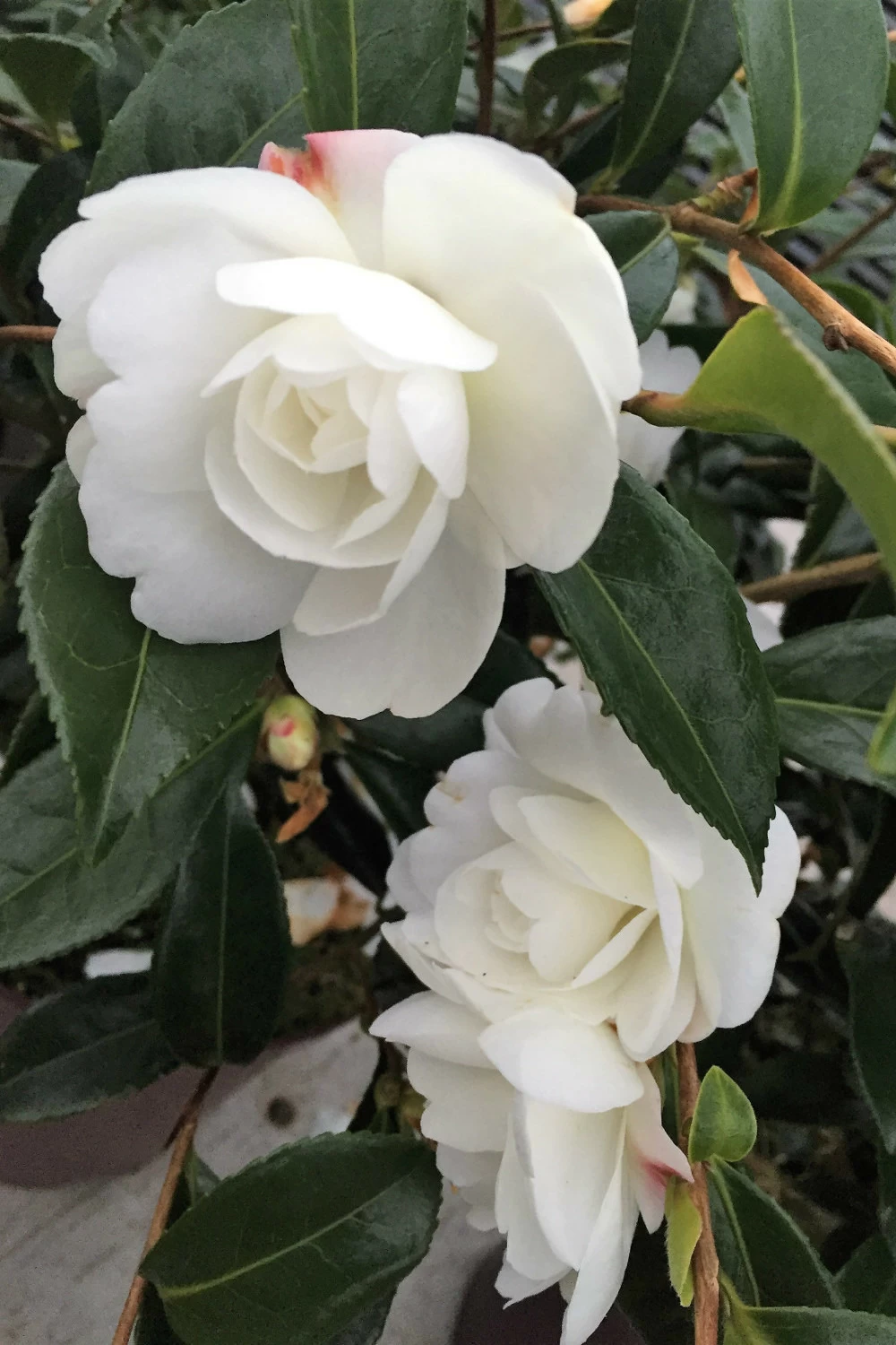 Camélia 'early Pearly' - 4l 3 Camélia 'early Pearly' - 4l