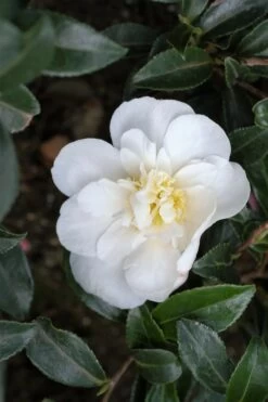 Camélia 'helen' - 4l