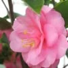 Camélia 'spring Festival' - 4l -Flora Soldes 6481c9e3b98988.02883531