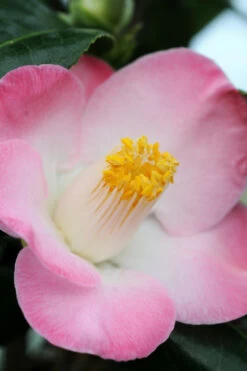 Camélia 'sunny Side' - 4l