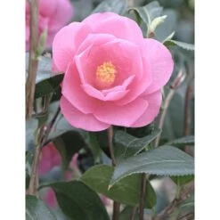 Camélia 'barbara Clark' - 4l 5 Camélia 'barbara Clark' - 4l -Flora Soldes 6481c9e675a261.81275013