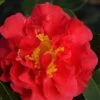 Camélia 'blood Of China' - 4l -Flora Soldes 6481c9ea743050.70961266