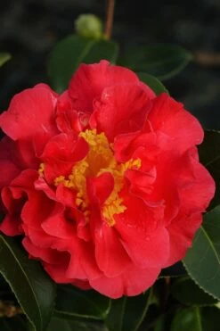 Camélia 'blood Of China' - 4l